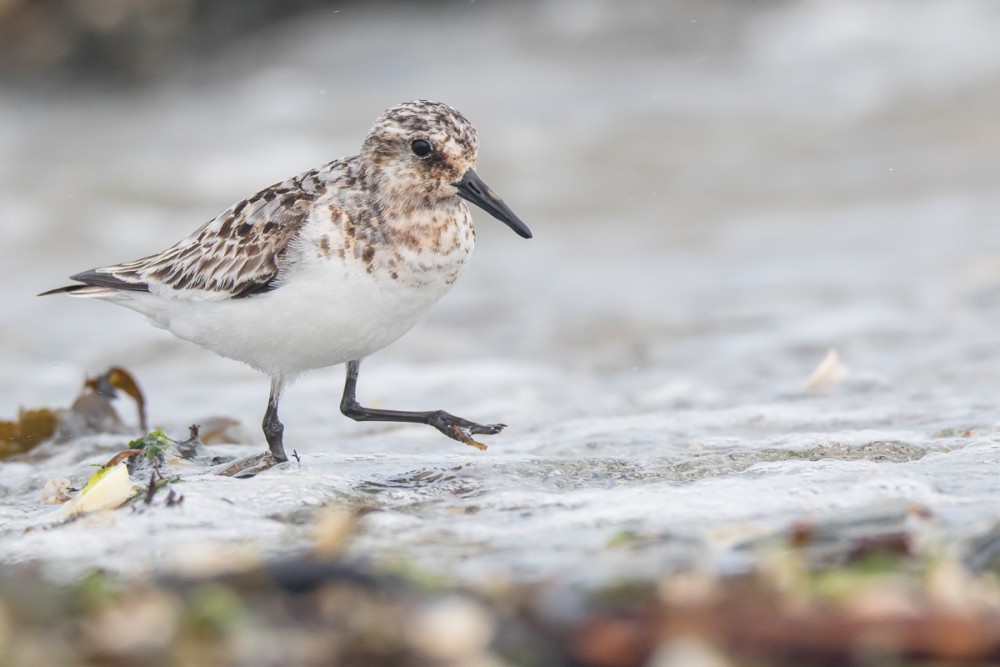 et bécasseau sanderling en plumage intermédiaire