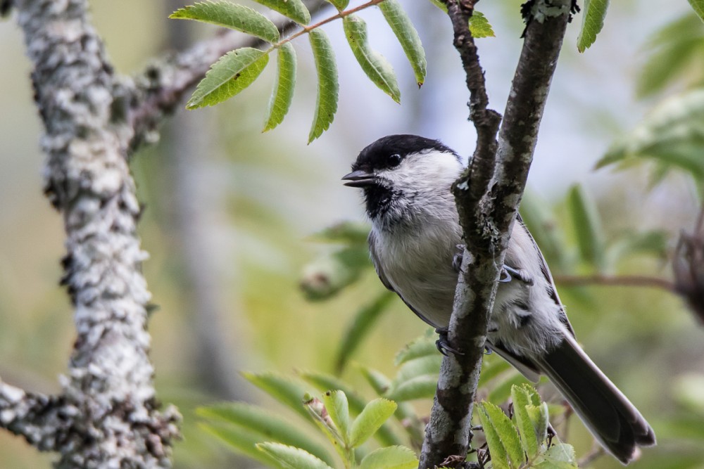 Un avant-goût de Finlande, avec cette mésange boréale