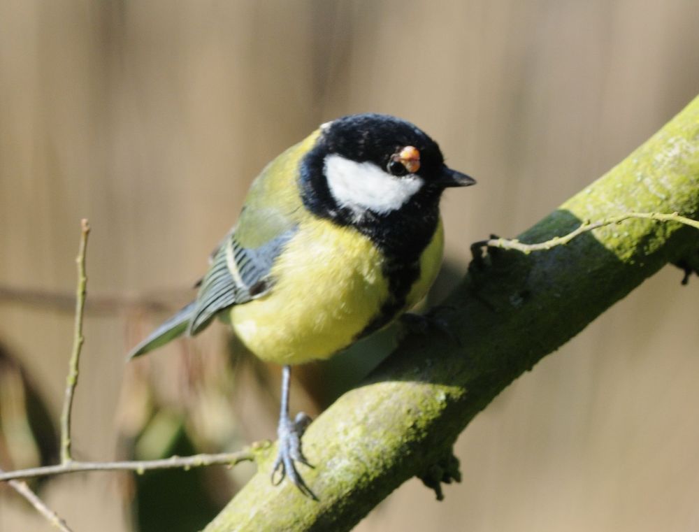 poxvirose sur Mésange charbonnière
