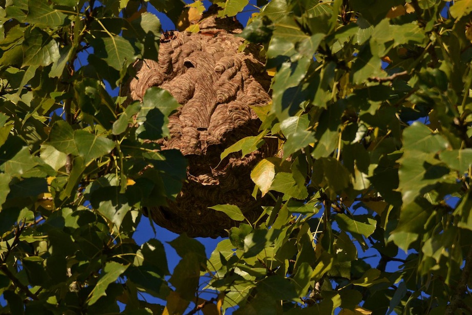 Un des nids de frelon asiatique
