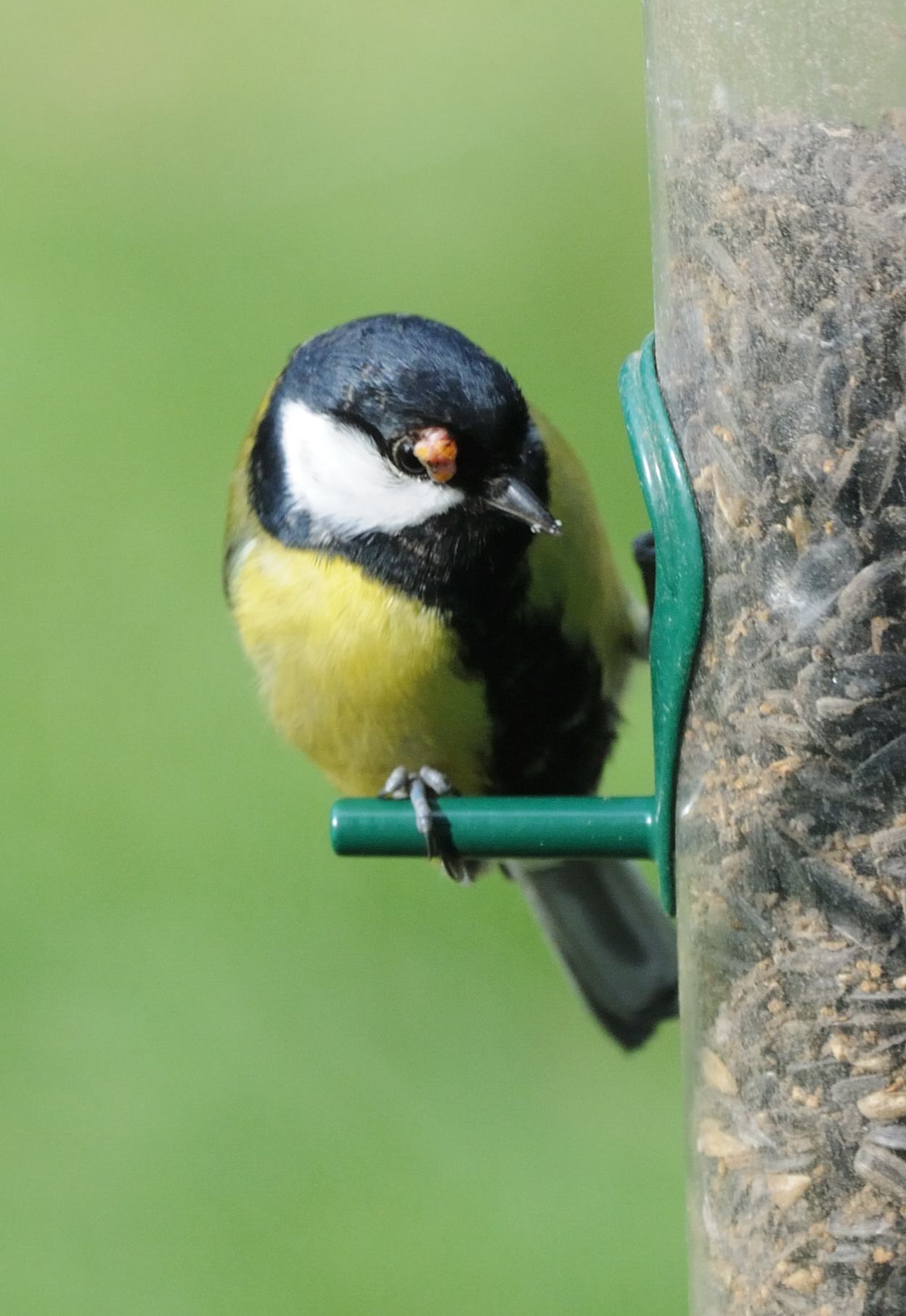 mésange atteinte de poxvirose