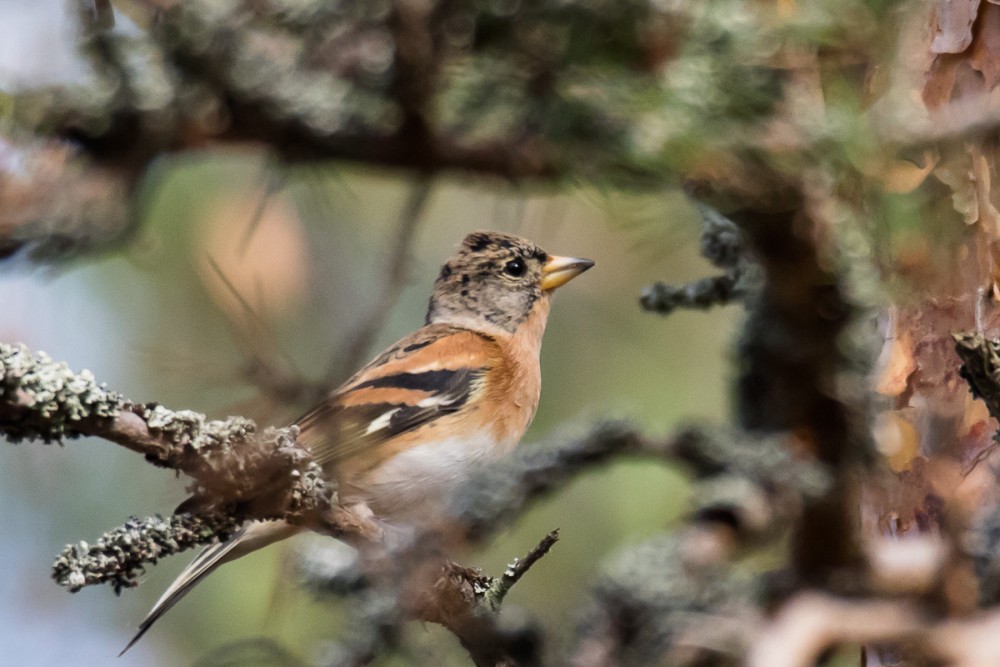 Pinson du nord, moins visible ici que le pinson des arbres comme à la maison