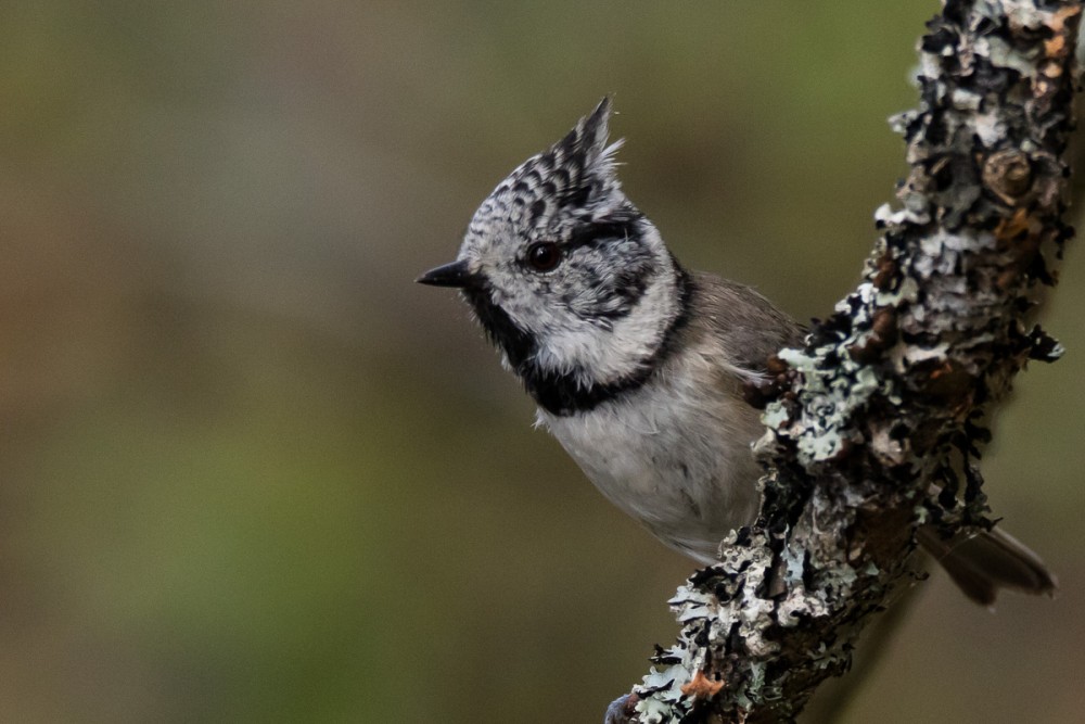 Mésange huppée, bien présente dans les forêts