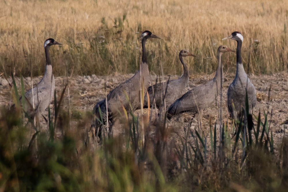 Grues cendrées, en passage migratoire début septembre