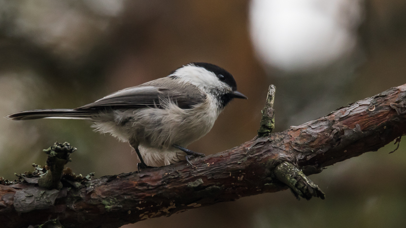 Mésange boréale, surtout présente en forêt