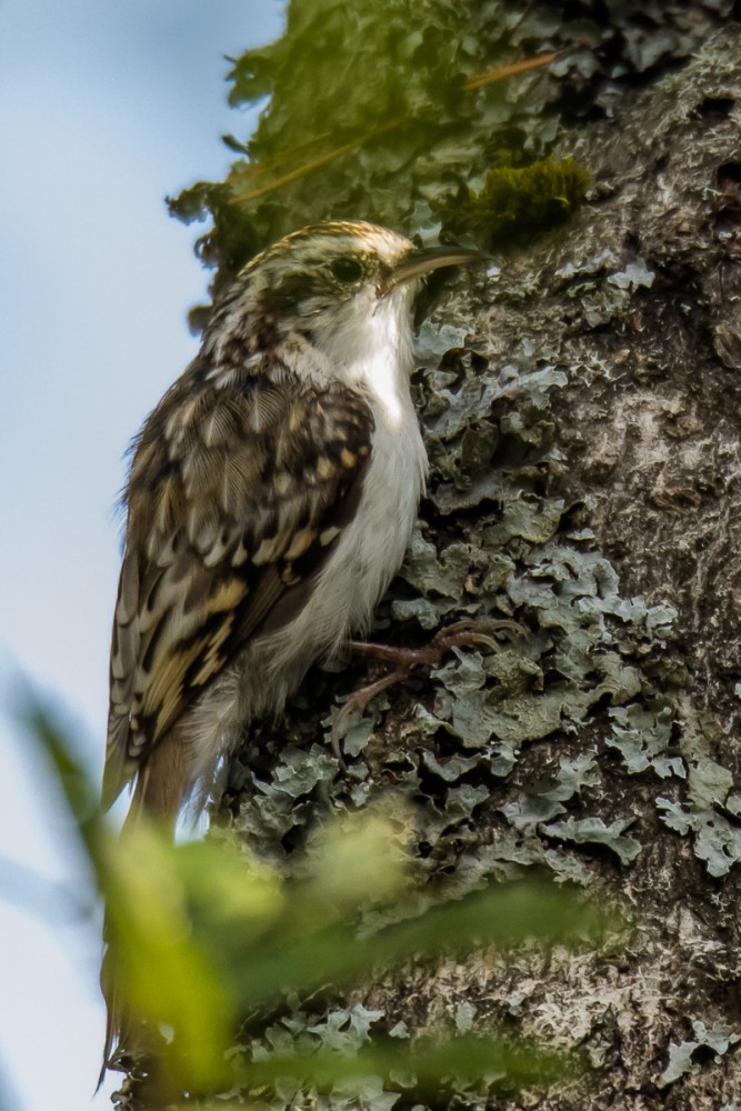 Grimpereau des arbres