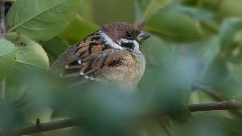 Moineau friquet, plus présent que le domestique