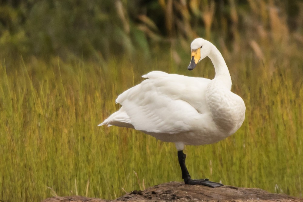 Cygne chanteur, massif, en nombre à peu près égal avec le tuberculé, des groupes vont vers le sud