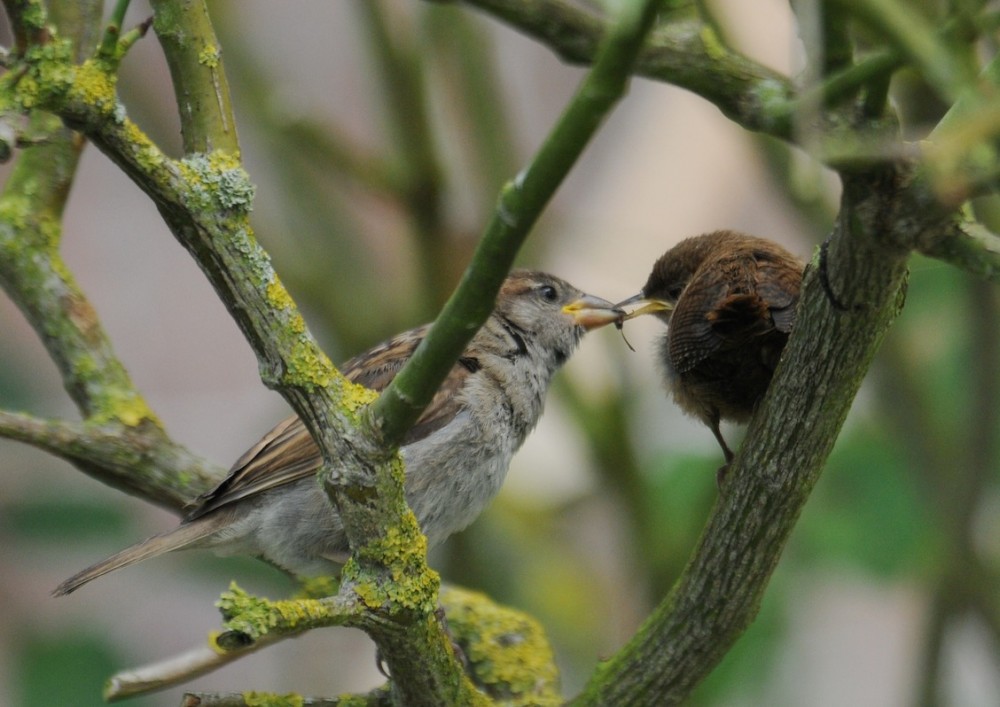 Moineau domestique/troglodyte