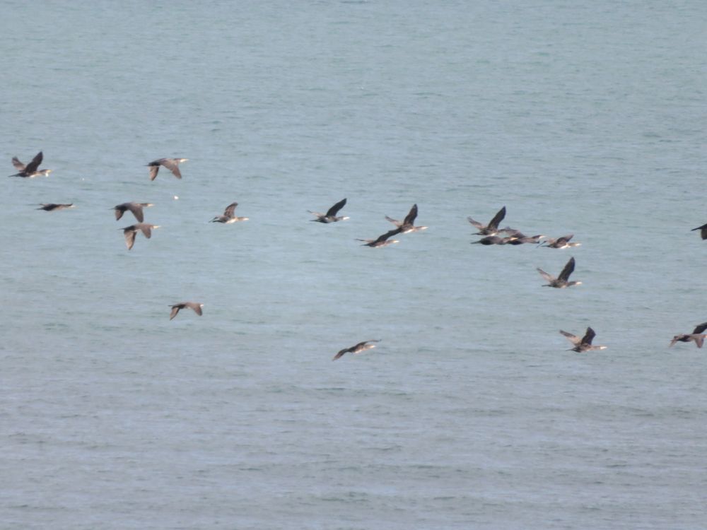 Un vol de grands cormorans qui gagnent leurs lieux de pêche.
