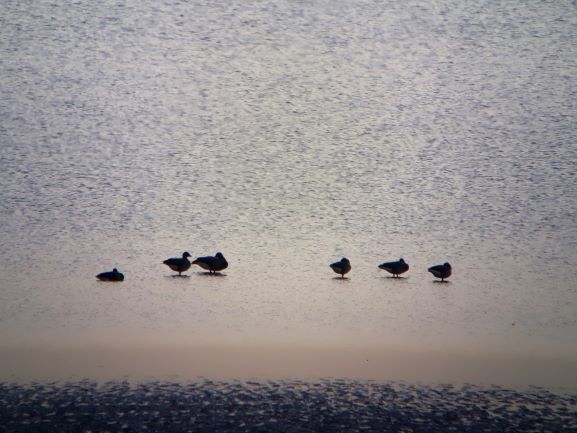 Bernaches au Grouin du Sud (photo Maude Silly)