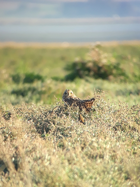 hibou des marais (photo Maude Silly)