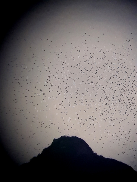 Nuée d'oiseaux autour de Tombelaine avec le mascaret (photo Maude Silly)