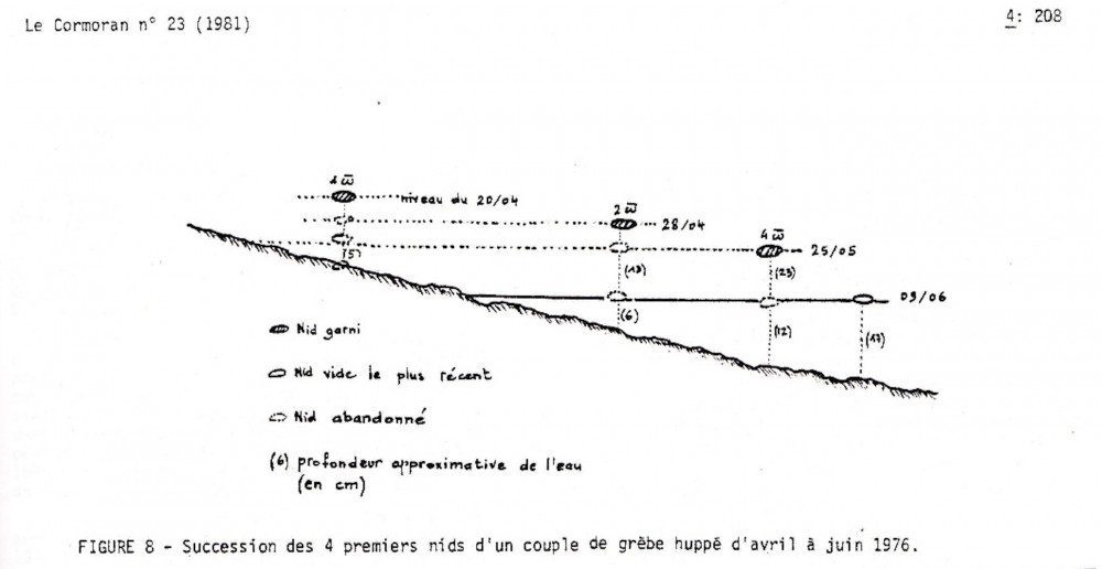 Extrait de l'article <br />Collette j. &amp; Grall Y (1981)- Observations ornithologiques à l'étang de Morette (1974)1980). Le Cormoran, 4 : 202-210.