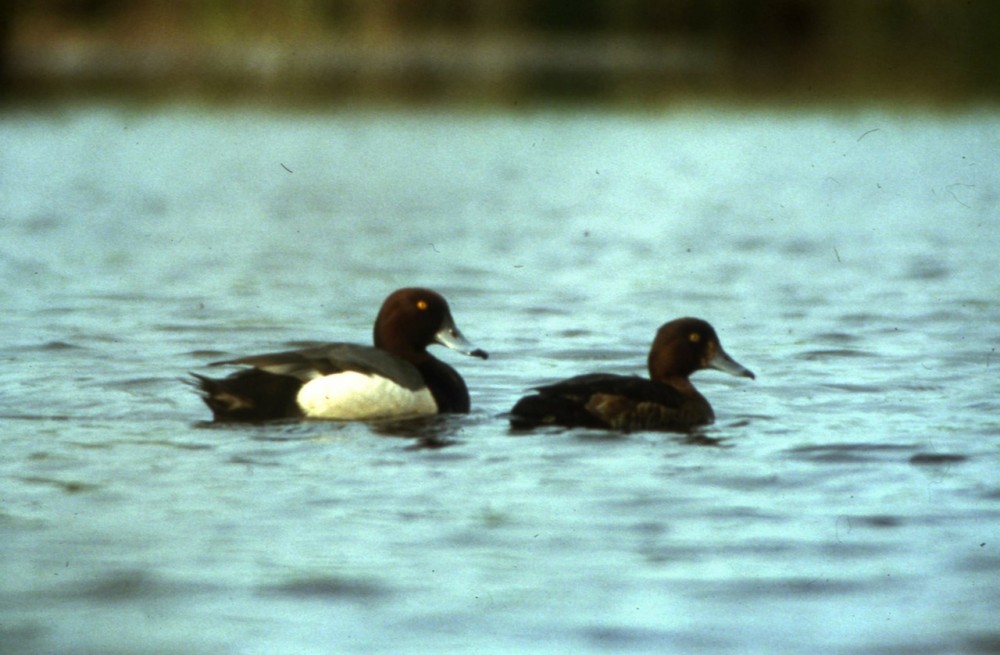 Couple de fuligules photographié à la Dathée par Olivier Dubourg en mars 1980.