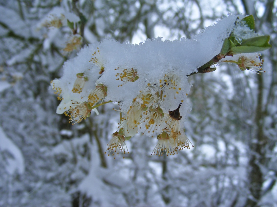 fleurs de prunier sous la neige.JPG