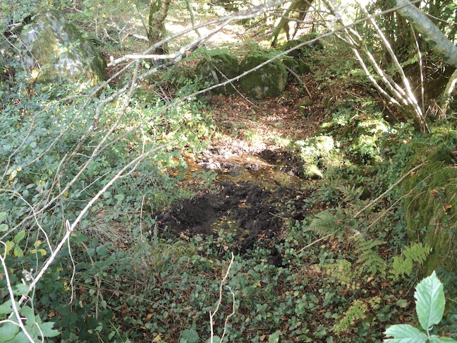 La &quot;souille&quot; des sangliers au creux de la fontaine