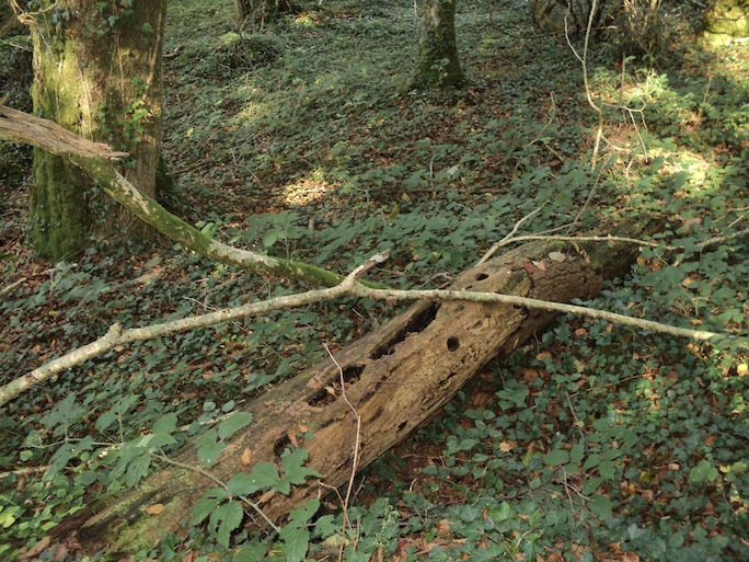 Bosquets en fond de vallon : pas de pression d'entretien, le tronc mort laissé au sol se souvient des pics qui creusaient leurs cavités