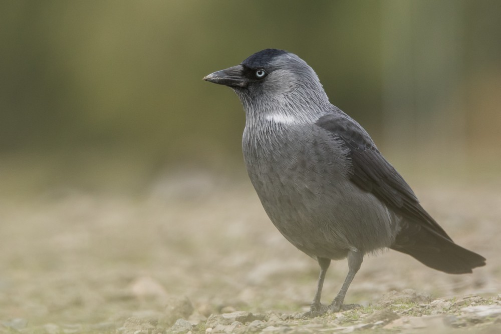 Choucas des tours, très présent avec la corneille mantelée