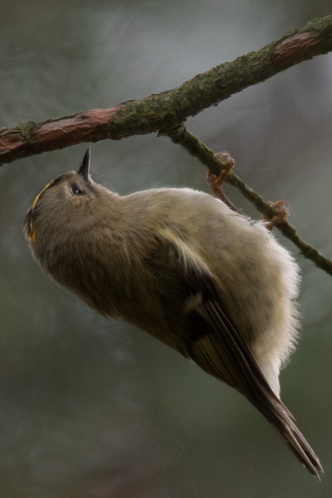 Roitelet huppé, très présent en forêt