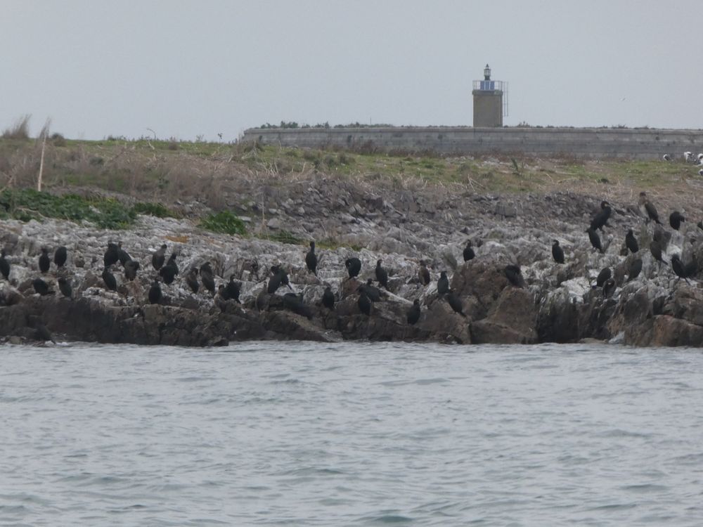 Le dortoir de cormorans avec de nombreux individus encore présents.