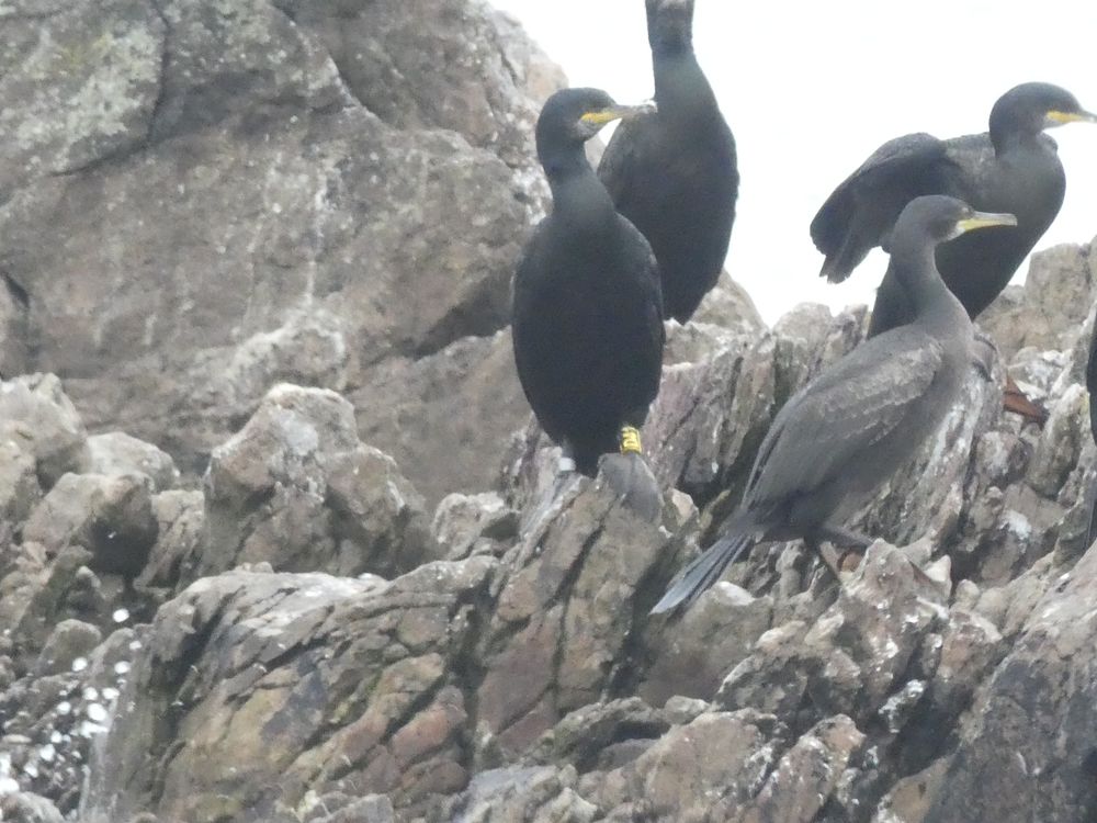 Un cormoran huppé, bagué D41