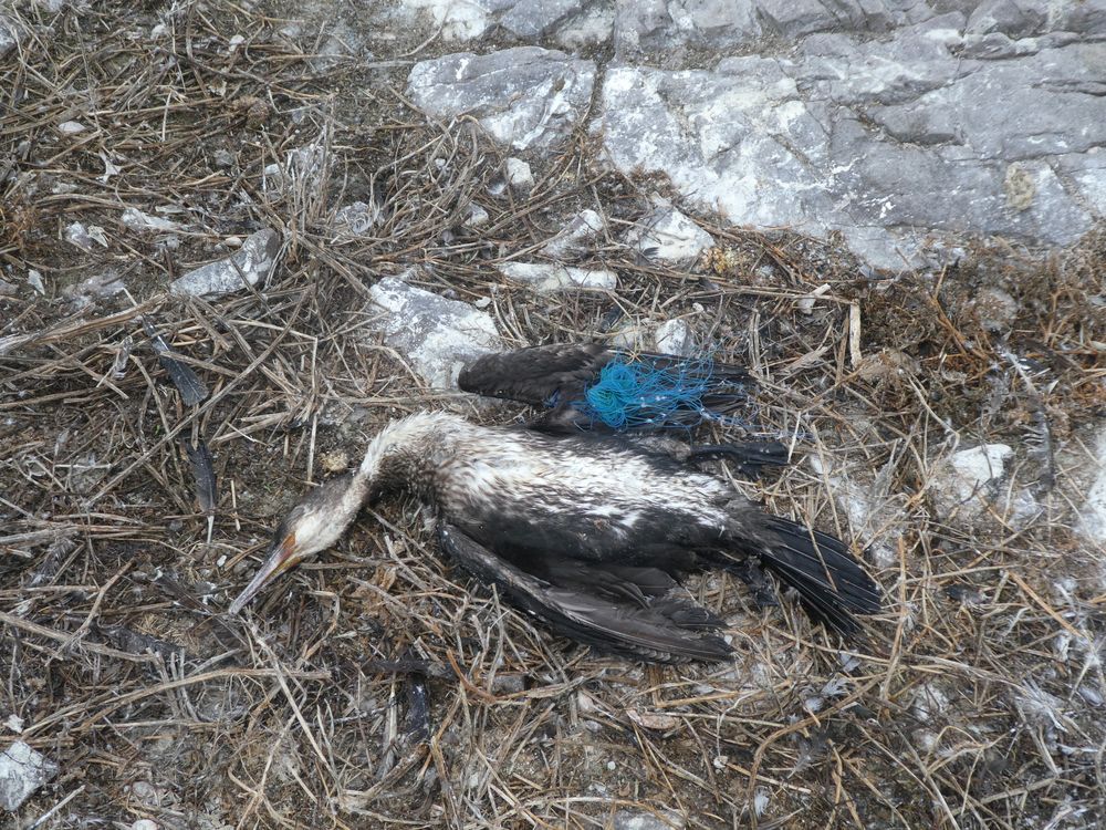 Un cormoran, victime des filets. Ce genre de découverte n'est pas rare sur l'île.