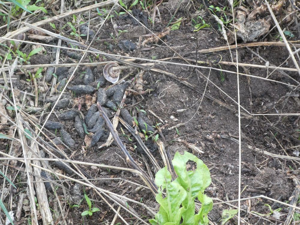 Crottier de fouine. De nombreux cadavres de jeunes goélands ont été découverts, preuves de l'activité de cet animal introduit sur l'île de façon malveillante et qui échappe à toutes les tentatives de piégeage.