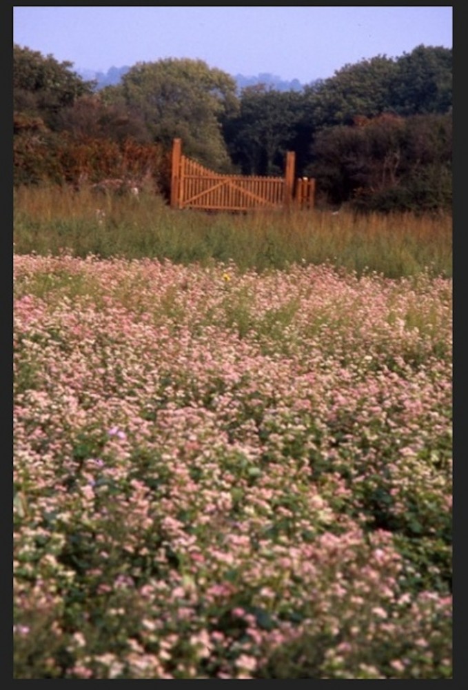 Sarrasin en fleur et barrière neuve (&quot;à écharpe et raillettes&quot; type Sartilly.) Neuve pour l'instant! (Photo J Collette)