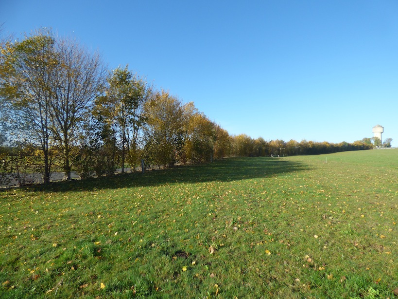 Un tronçon de nouvelles haies déjà plantées : le 8 novembre, 60 chardonnerets glanent au sol sur la prairie pâturée et se réfugient dans la haie au passage de l'épervier!