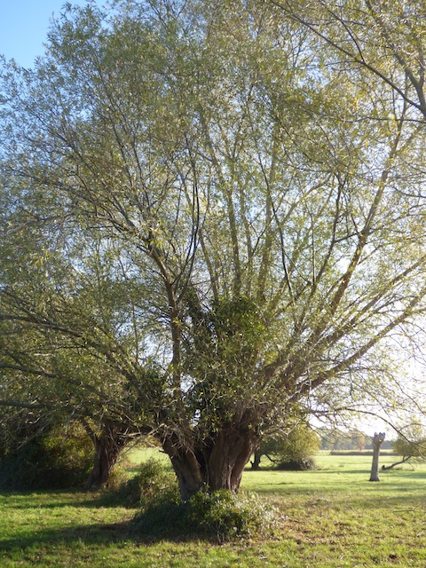 Remarquable saule blanc têtard qui ne survivra que si il est à nouveau émondé &quot;à l'ancienne&quot;. Couper du bois, c'est aussi permettre au bocage de résister au temps.