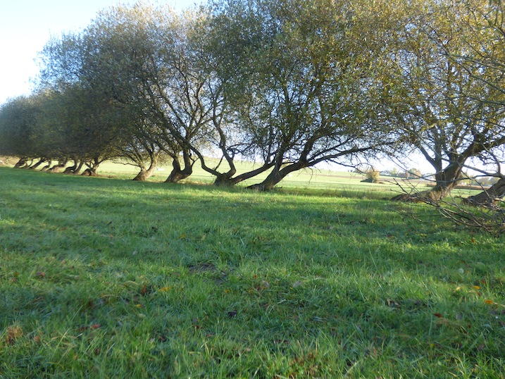 Bel alignement de saules sur l'ancien parcellaire. On voit d'où souffle le vent localement!