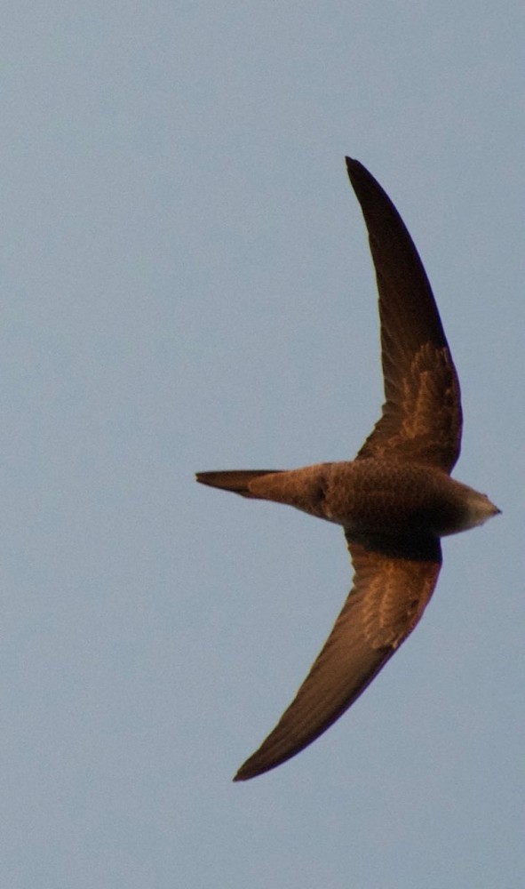 DSC_0387 (2).jpg (73.44 Kio) Vu 20616 fois martinet pâle