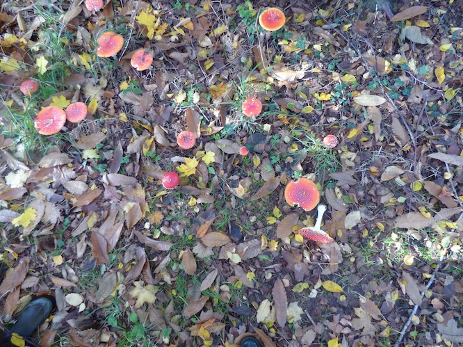 Comme en forêt : mycorhize en place...