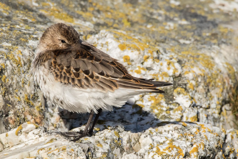 le bécasseau variable au soleil à l'abri du vent