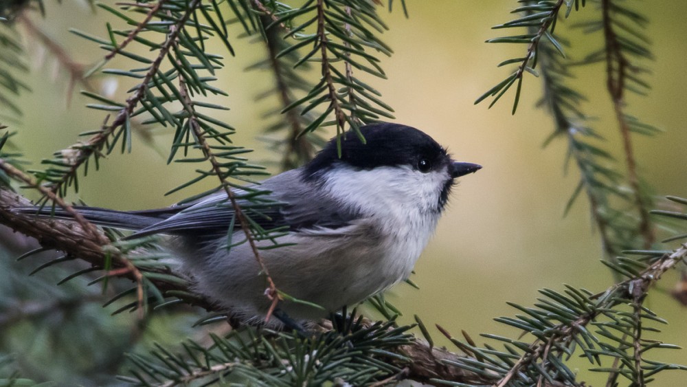Dans les bois, il n'y a pas que des cèpes, mais aussi des mésanges boréales