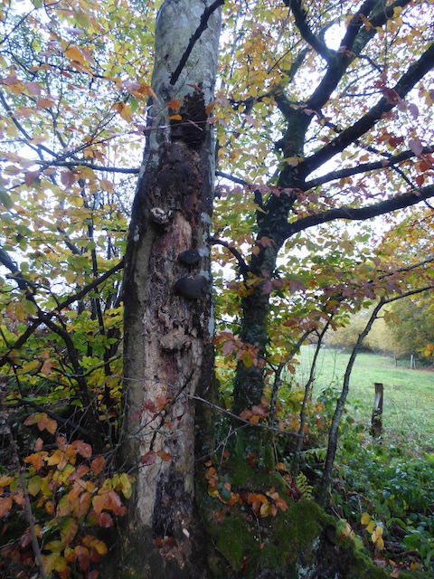 Ici, un arbre mourant dans la haie a tout son temps pour finir sa vie.