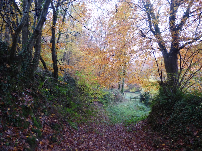 Le chemin, propriété du couple d'écureuils qui accepte cependant le passage des promeneurs.