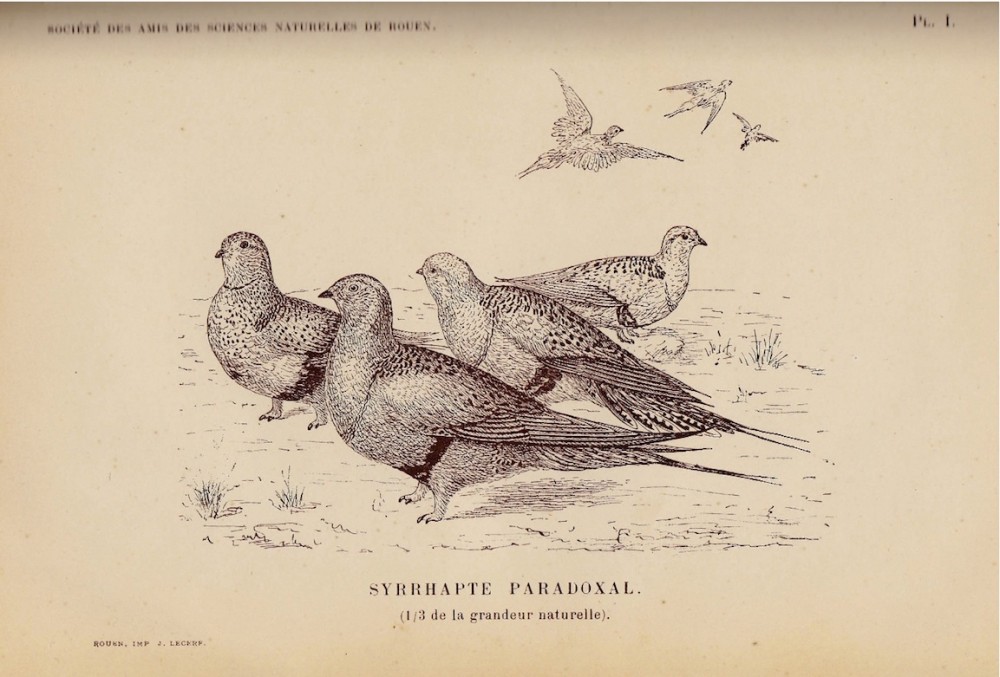 Planche illustrant la&quot;Note sur la venue du syrrhapte paradoxal en Normandie (avec 1 planche en bistre)&quot;<br />L'irruption de 1888-1889 donna lieu à diverses captures (par exemple  pris au filet au cap d'Antifer) et observations (&quot;chez un marchand de comestibles&quot;, tué à Auderville...)<br />L'édition de cette planche probablement coûteuse, est aussi l'occasion d'évoquer le rôle de mécène de Gadeau de Kerville, héritier d'une famille d'industriels.