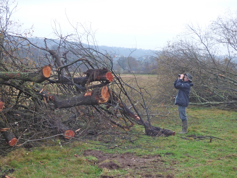 La présence de Paulo Sanson, conservateur de la réserve, donne l'échelle des tas de branches de saules qui ont été coupées. Contrairement à ce que le titre pourrait laisser penser, les bois coupés n'ont pas été brûlés mais transformés en copeaux. Le mythe vert du bois énergie a aussi ses mauvais côtés.