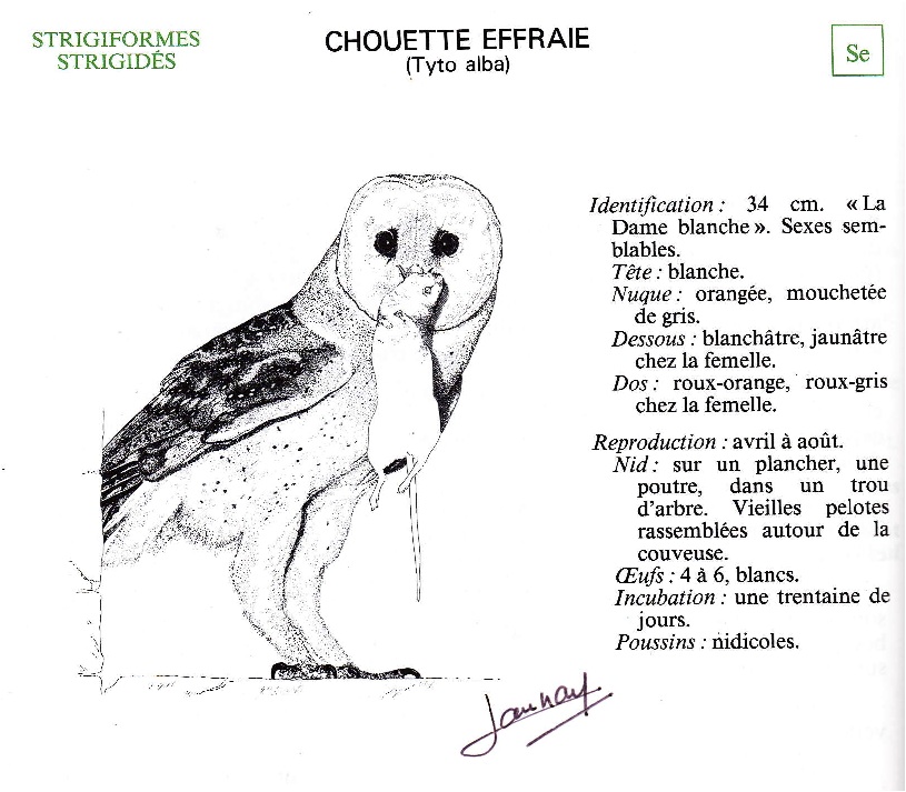 Chaque texte spécifique est illustré d'un dessin dû au talent de Jean-François Launay. Lors de la rencontre de Carrouges, je lui avais demandé de choisir l'espèce dont le dessin lui tenait le plus à coeur. Il avait choisi l'effraie et signé son dessin.