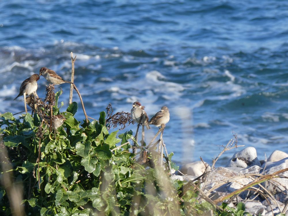 Une petite colonie de moineaux domestiques d'une douzaine d'individus semble s'implanter sur l'îlot. D'autre spassereaux seront observés dont la bergeronnette de Yarrell, le verdier d'Europe et le pipit maritime.