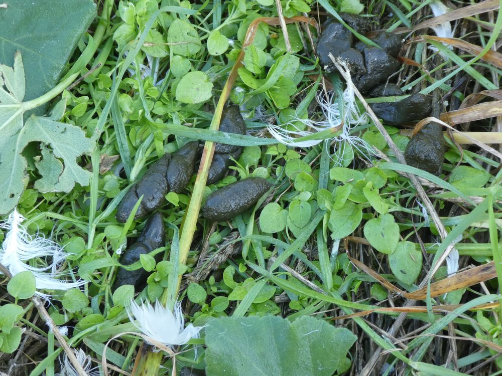 Un autre hôte indésirable est arrivé sur l'île de Terre : le ragondin éradiqué il y a quelques années est de retour.