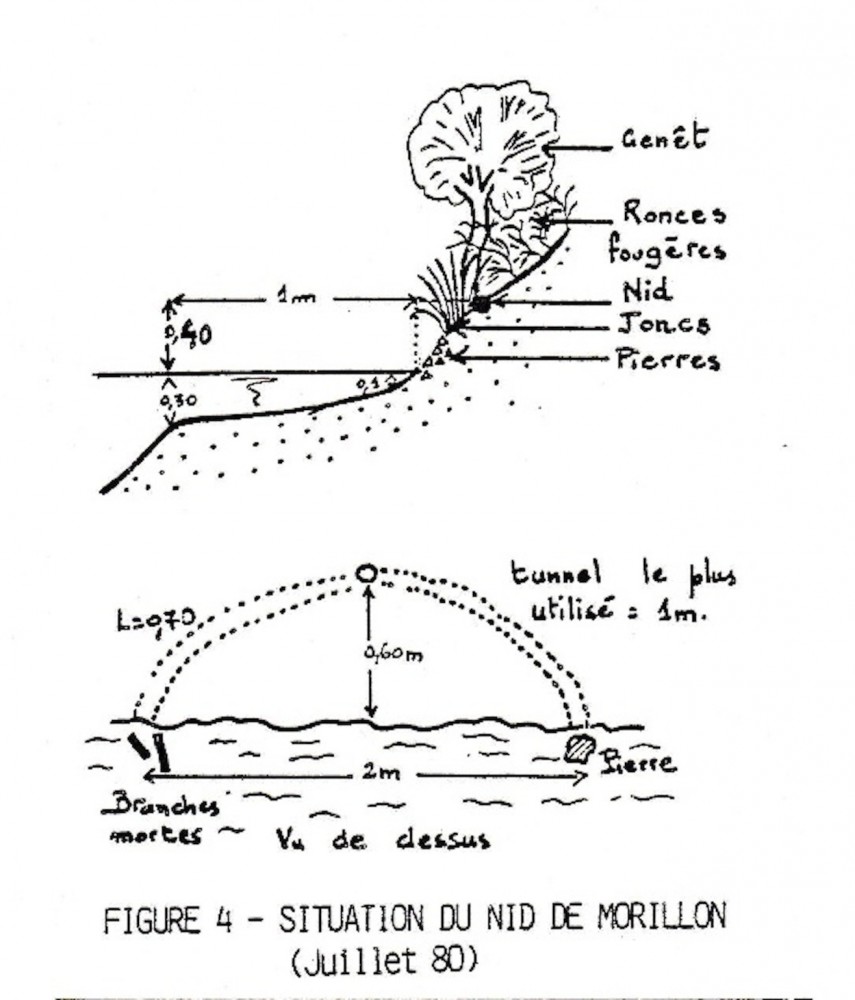 Croquis de localisation du nid (extrait de la synthèse du Cormoran)