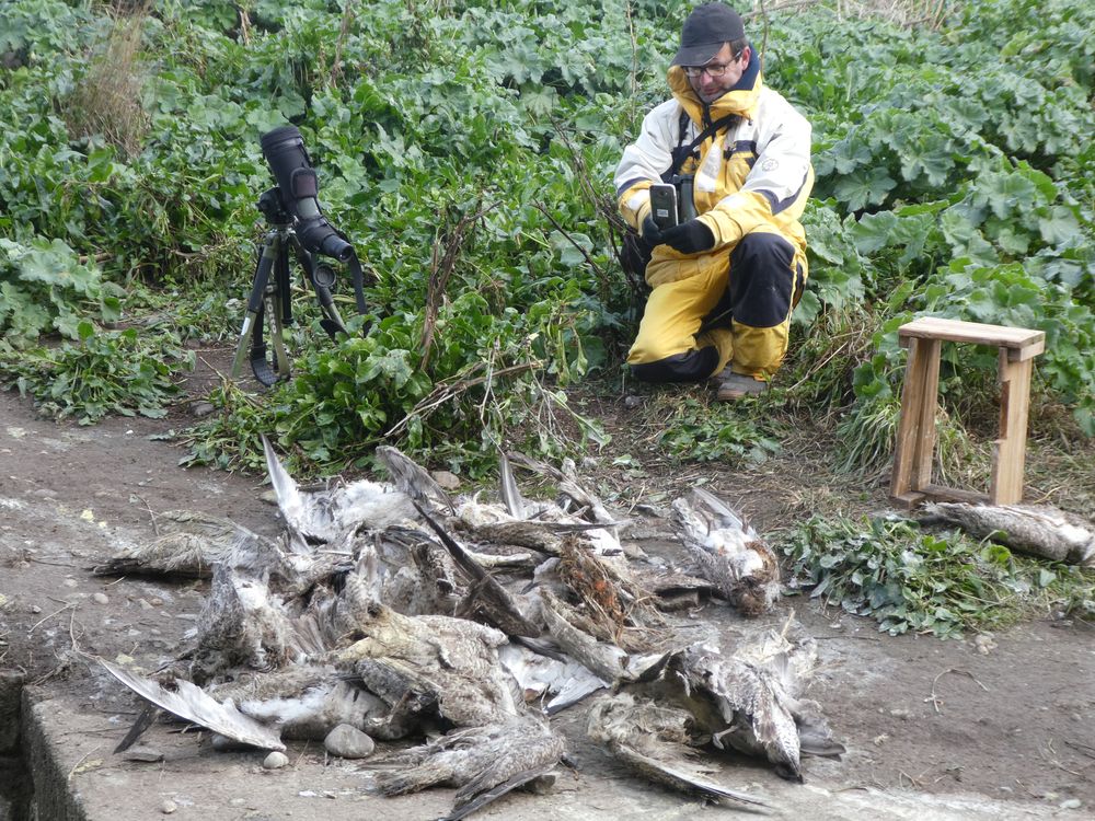 Une trentaine de cadavres de goélands tués  par la fouine ont été extraits du fort pour des raisons sanitaires. Les cormorans huppés ont en effet commencé à s'installer dans les casemates.