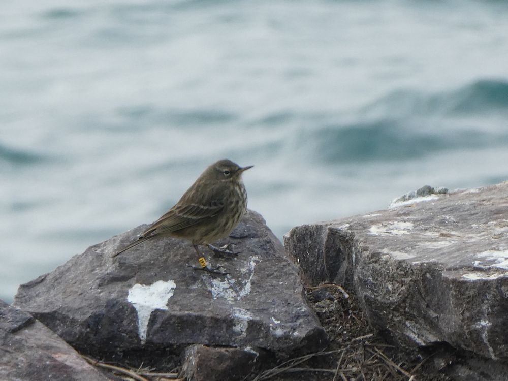 Pipit maritime norvégien : une vieille connaissance!