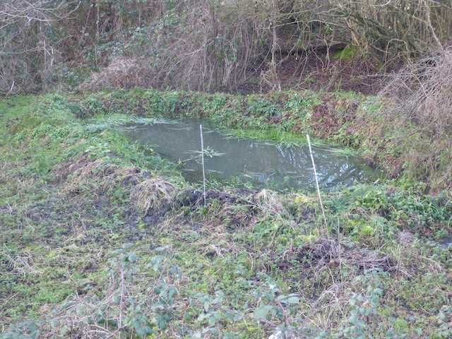 Mare creusée en cours de colonisation par la flore spontanée.
