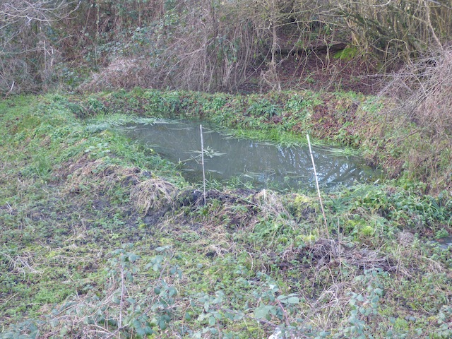 Mare creusée en cours de colonisation par la flore spontanée.