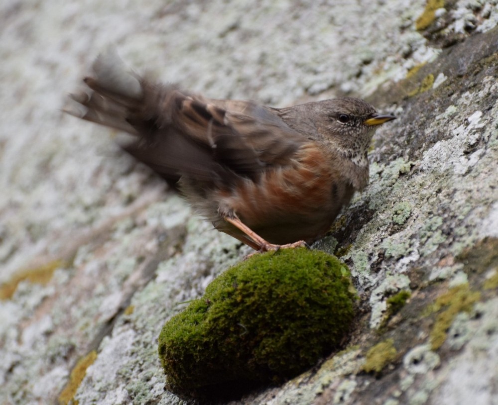 Accenteur alpin Mont St michel 11 2 19.JPG