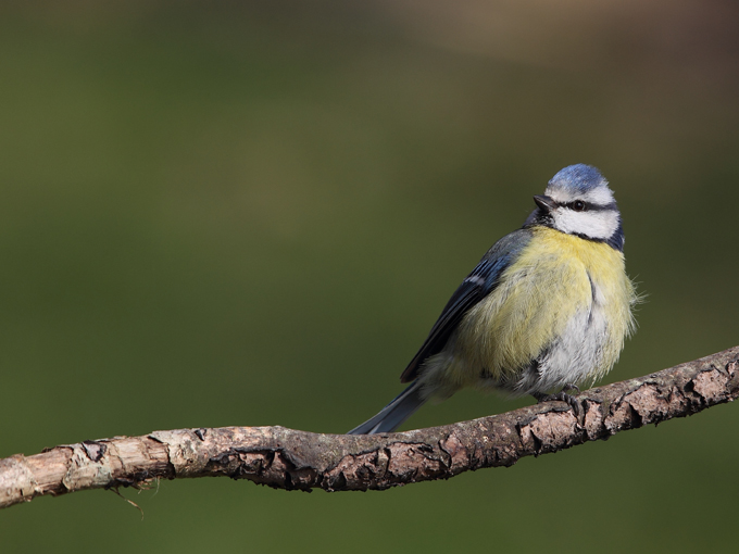 Mésange bleue